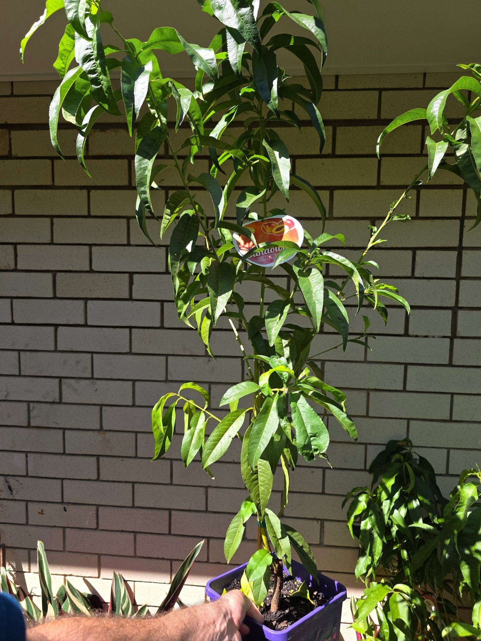Dwarf Nectarine Sundowner - Ladybird Nursery