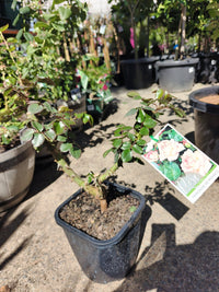 Rose 'Princess De Monaco' - Large - Ladybird Nursery