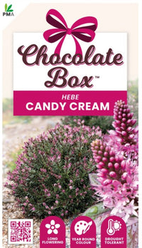 Hebe Chocolate Box 'Candy Cream' - Ladybird Nursery