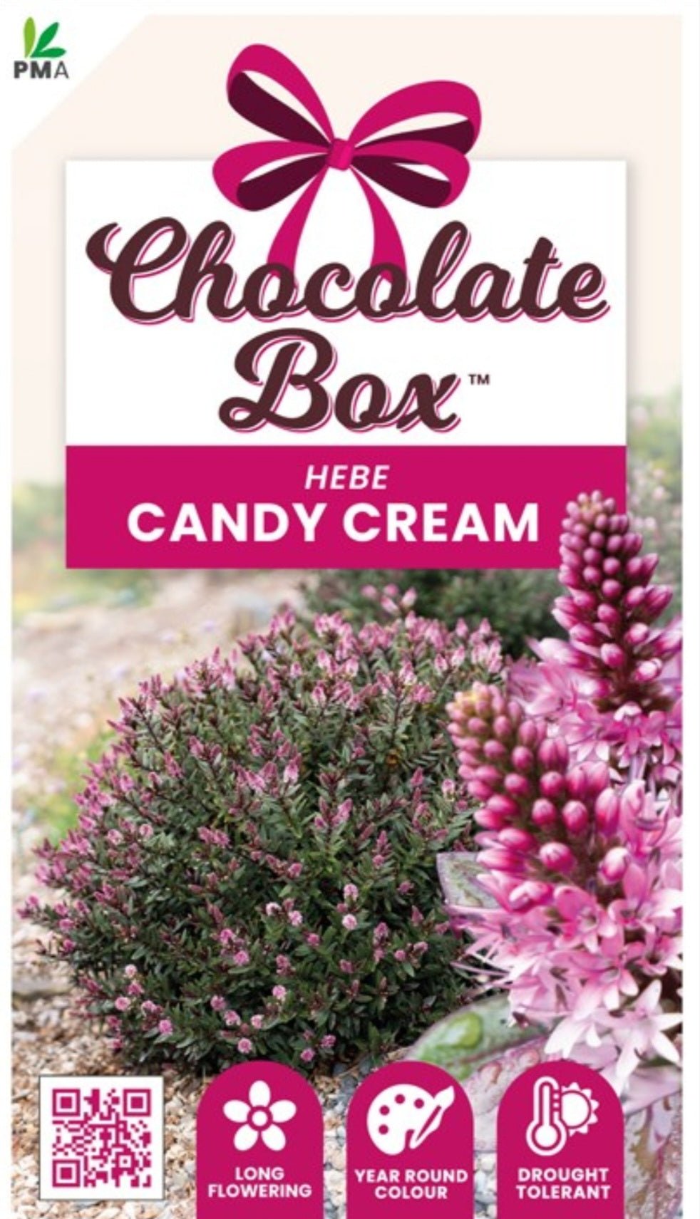 Hebe Chocolate Box 'Candy Cream' - Ladybird Nursery