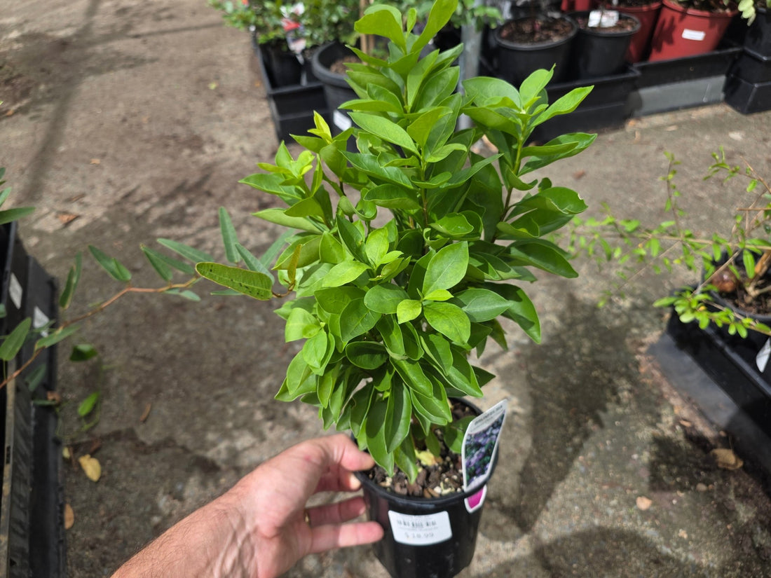 Yesterday, Today, and Tomorrow 'Fragrant Delight' (Brunfelsia latifolia) - Ladybird Nursery