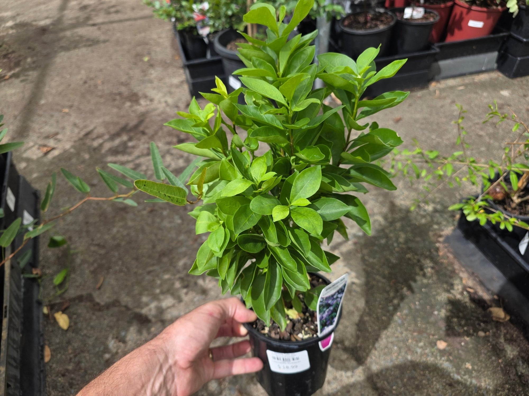 Yesterday, Today, and Tomorrow 'Fragrant Delight' (Brunfelsia latifolia) - Ladybird Nursery