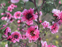 Leptospermum 'Ballerina' - Ladybird Nursery