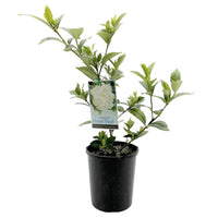 Gardenia Ocean Pearl - Ladybird Nursery