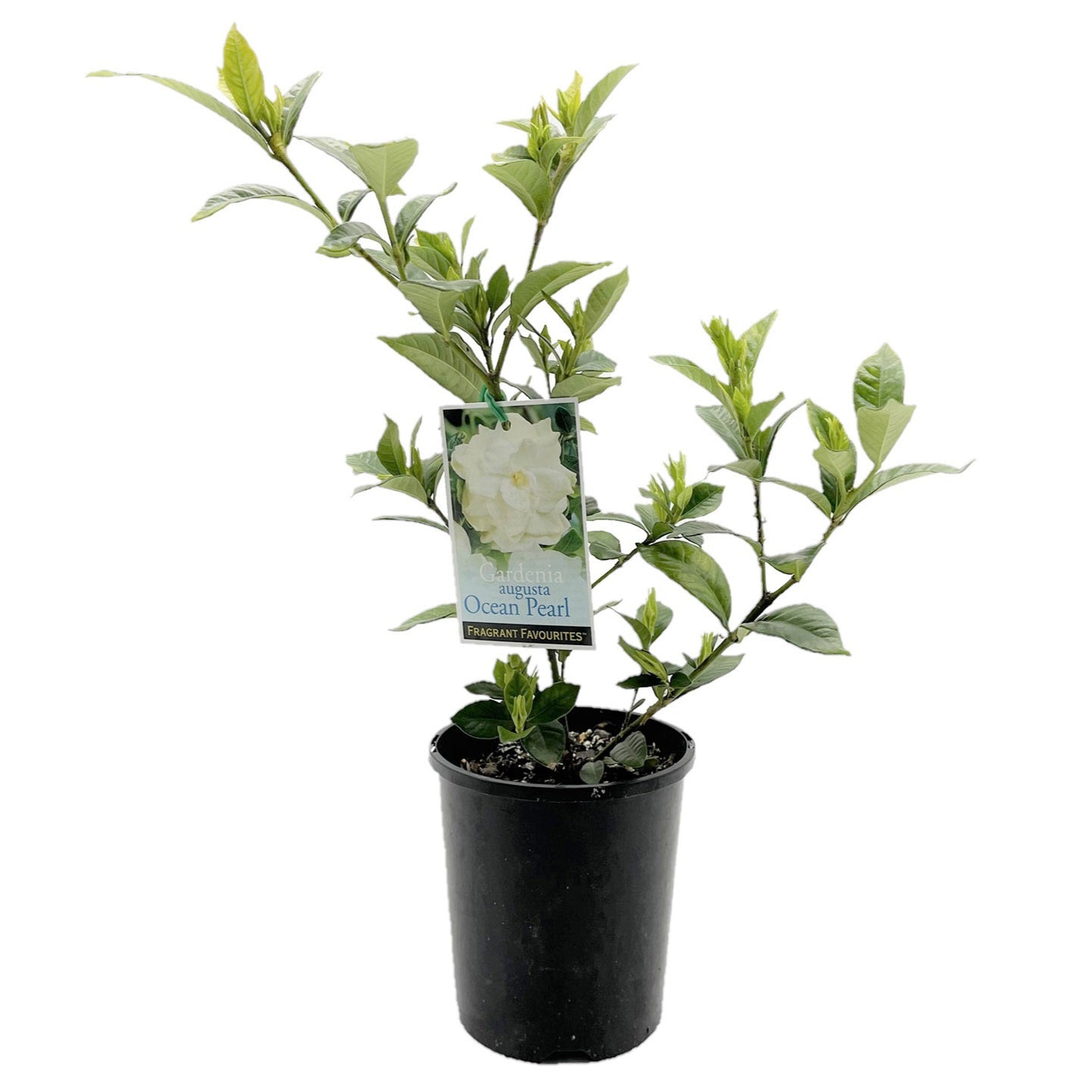 Gardenia Ocean Pearl - Ladybird Nursery