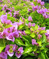 Bougainvillea 'Araroma' (Bougainvillea glabra) - Ladybird Nursery