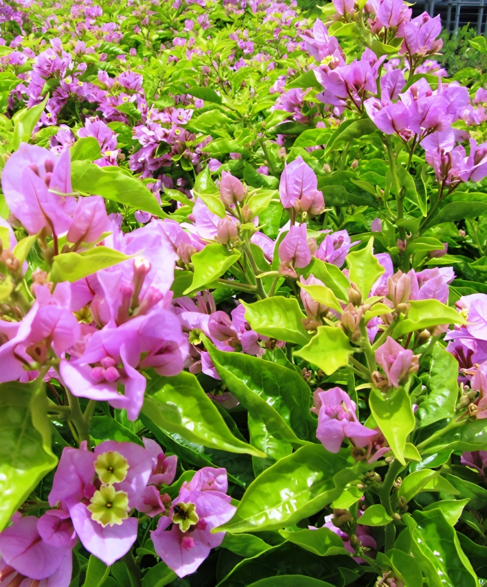 Bougainvillea 'Araroma' (Bougainvillea glabra) - Ladybird Nursery