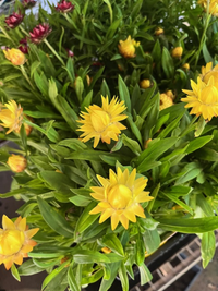 Paper Daisy 'Jumbo Yellow' (Bracteantha Dreamtime) - Ladybird Nursery