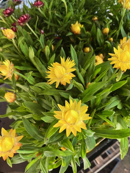 Paper Daisy 'Jumbo Yellow' (Bracteantha Dreamtime) - Ladybird Nursery