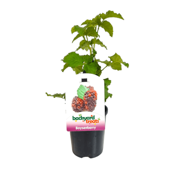 Boysenberry - Ladybird Nursery