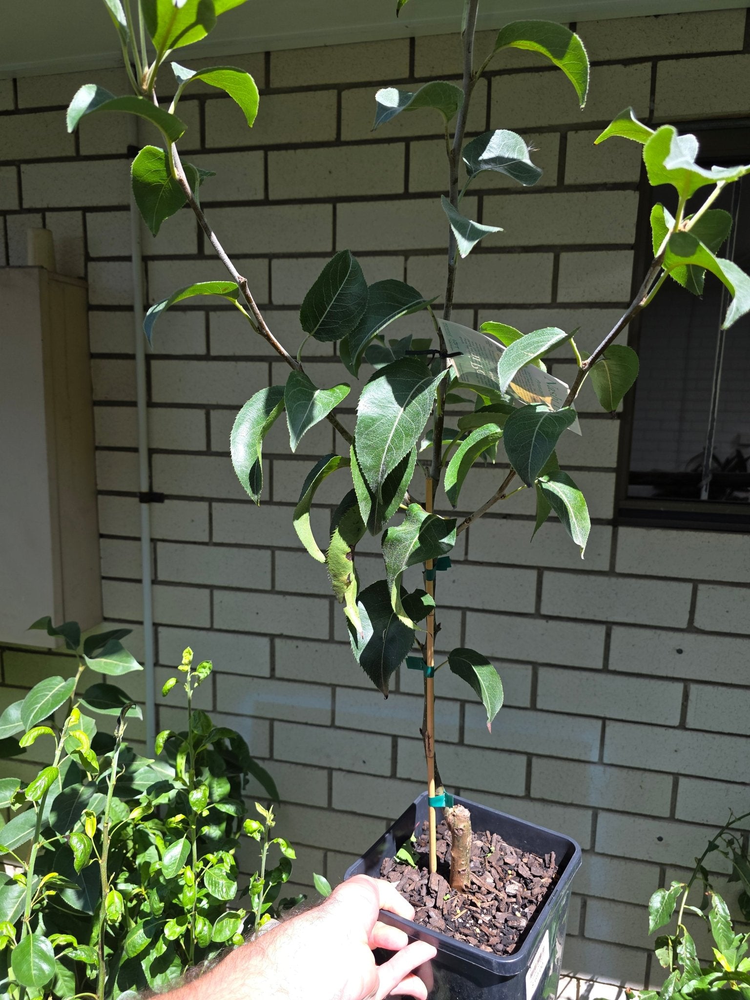 Nashi Pear 'Sunshu' - Ladybird Nursery