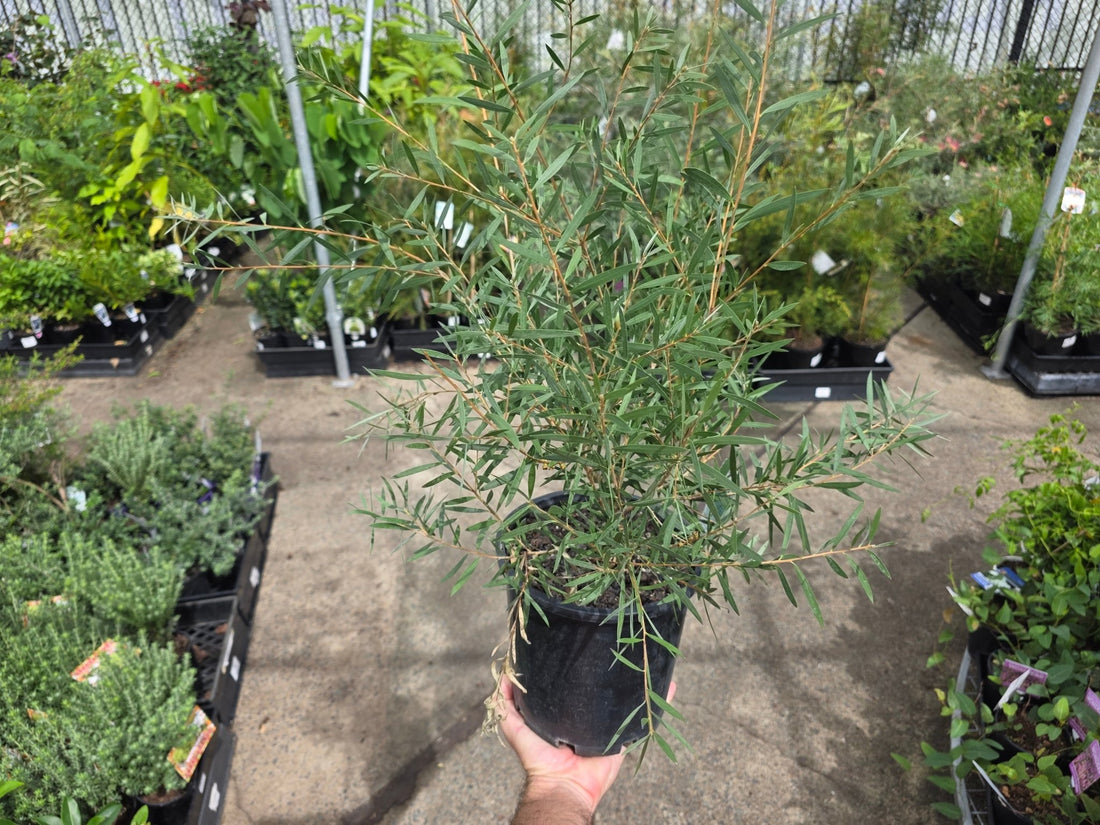 Bottlebrush Candy Pink(Callistemon) - Ladybird Nursery