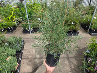 Bottlebrush Candy Pink(Callistemon) - Ladybird Nursery