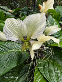 White Bat Plant (Tacca chantrieri) - Ladybird Nursery