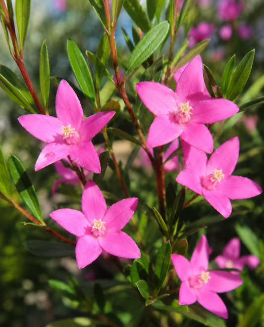 Crowea 'Little Rockstar' - Ladybird Nursery