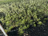 Dwarf Banksia 'Little Pal' - Large - Ladybird Nursery