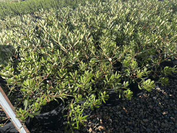 Dwarf Banksia 'Little Pal' - Large - Ladybird Nursery