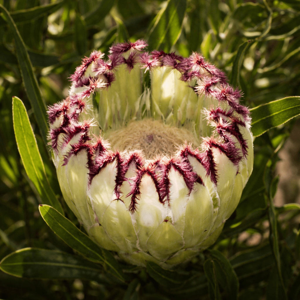Protea Limelight (Protea)