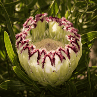 Protea Limelight (Protea)