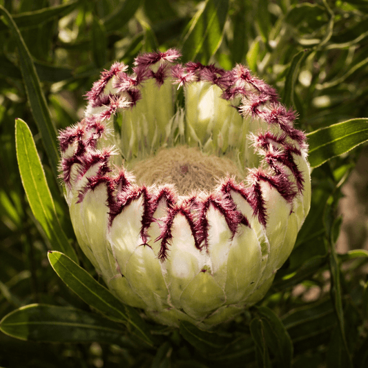 Protea Limelight (Protea) - Ladybird Nursery