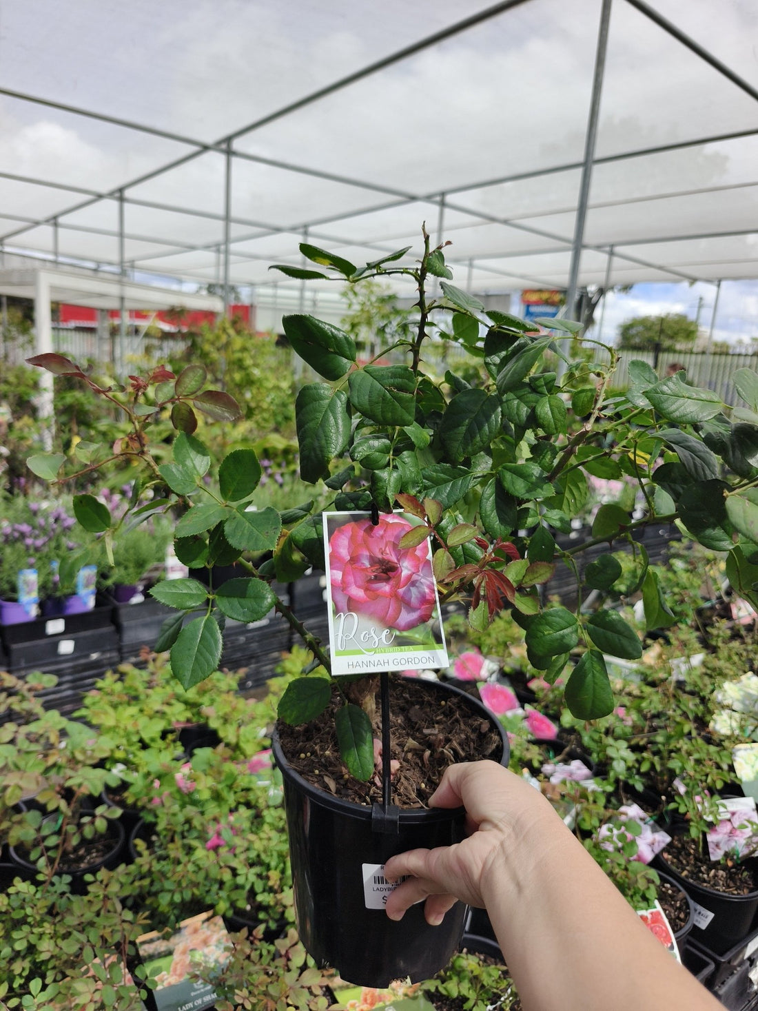 Rose 'Hannah Gordon' - Ladybird Nursery