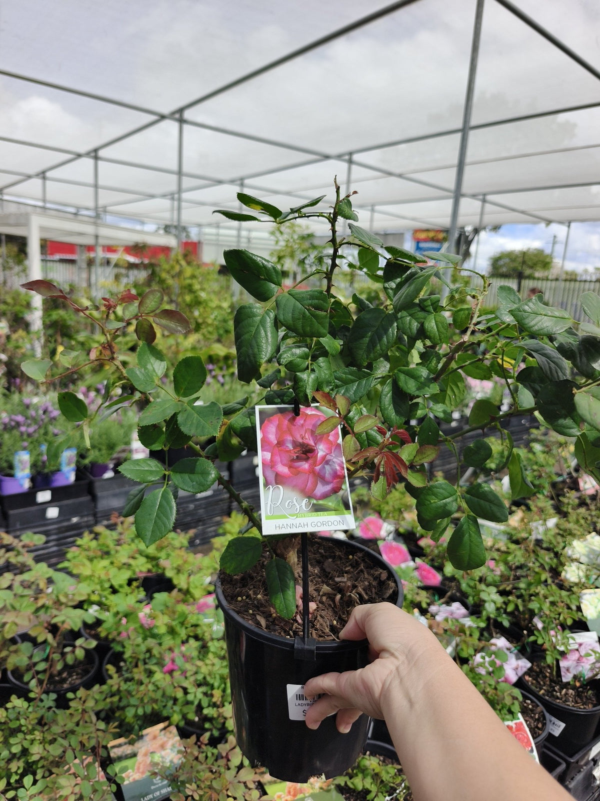 Rose 'Hannah Gordon' - Ladybird Nursery