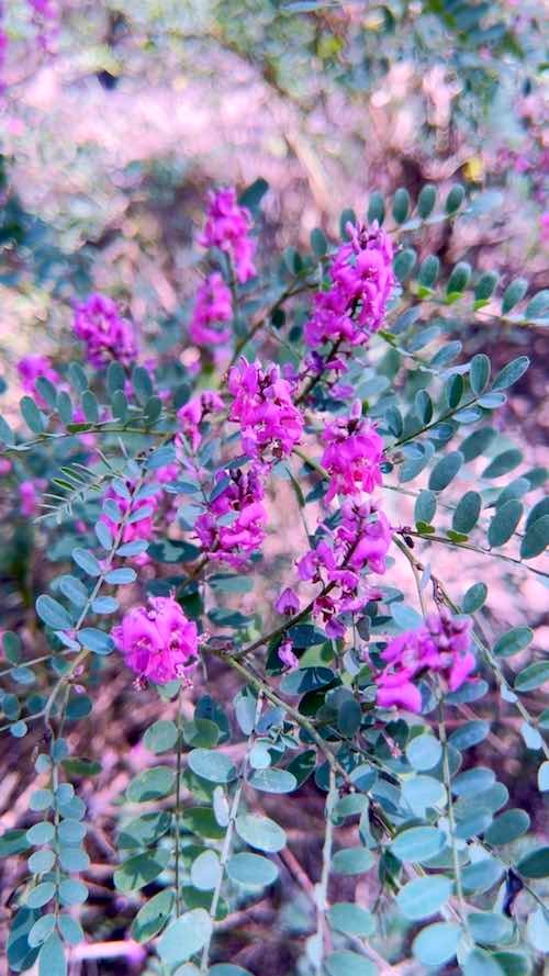 Australian Indigo (Indigofera australis)