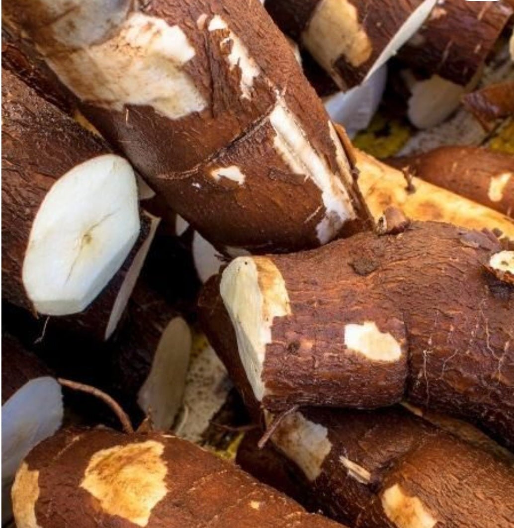 Cassava (Red Stemmed) - Ladybird Nursery