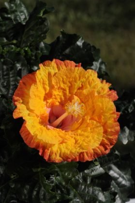 Hibiscus Fantasy Sunset Ruffle (Hibiscus rosa - sinensis) - Ladybird Nursery