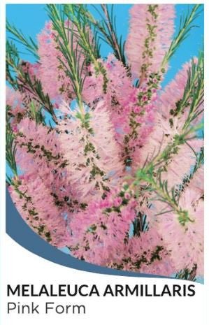Bracelet Honey Myrtle Pink (Melaleuca armillaris) - Ladybird Nursery