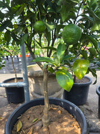Mandarin 'Emperor' Large Size 500mm Pot (Pickup Only) - Ladybird Nursery