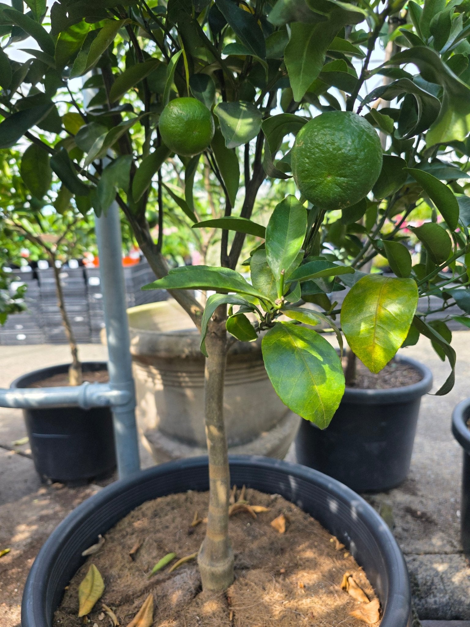 Mandarin 'Emperor' Large Size 500mm Pot (Pickup Only) - Ladybird Nursery