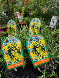 Dwarf Grevillea 'Lemon Supreme' - Ladybird Nursery