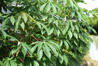 Cassava (Red Stemmed) - Ladybird Nursery