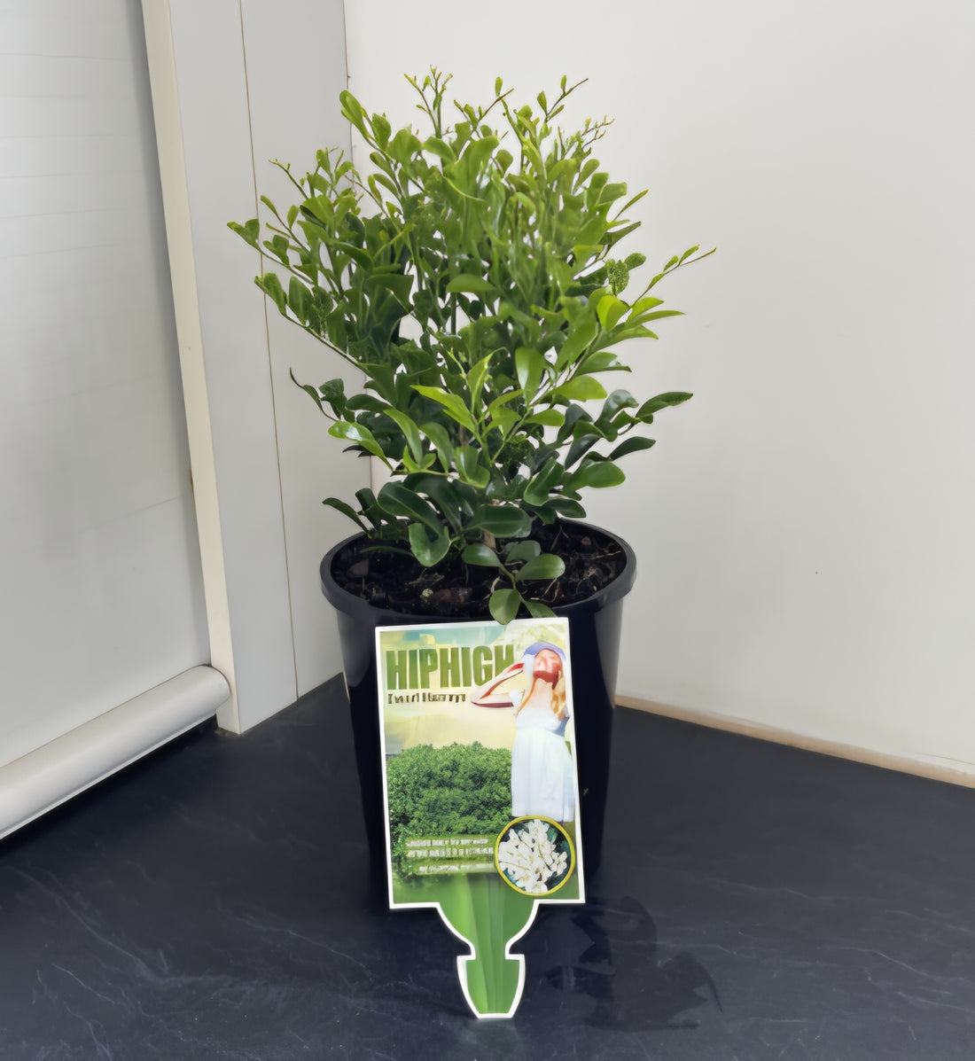 Orange Jessamine 'Hip High' (Murraya paniculata) - Ladybird Nursery