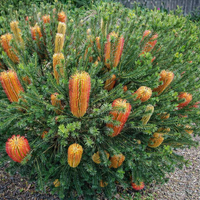 Little Eric Banksia (Banksia ericifolia) - Ladybird Nursery