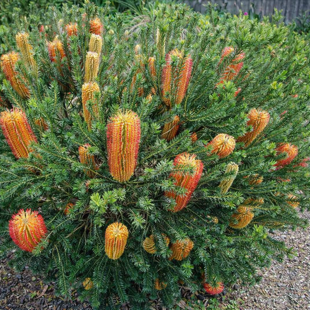 Little Eric Banksia (Banksia ericifolia) - Ladybird Nursery