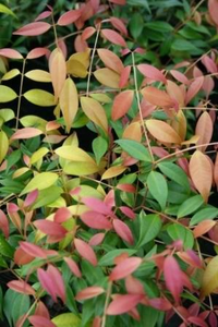 Lilly Pilly ‘Pink Cascade’ (Syzygium australe)