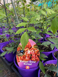 Pandorea 'Wonga Gold Sunset' (Pandorea pandorana) - Ladybird Nursery