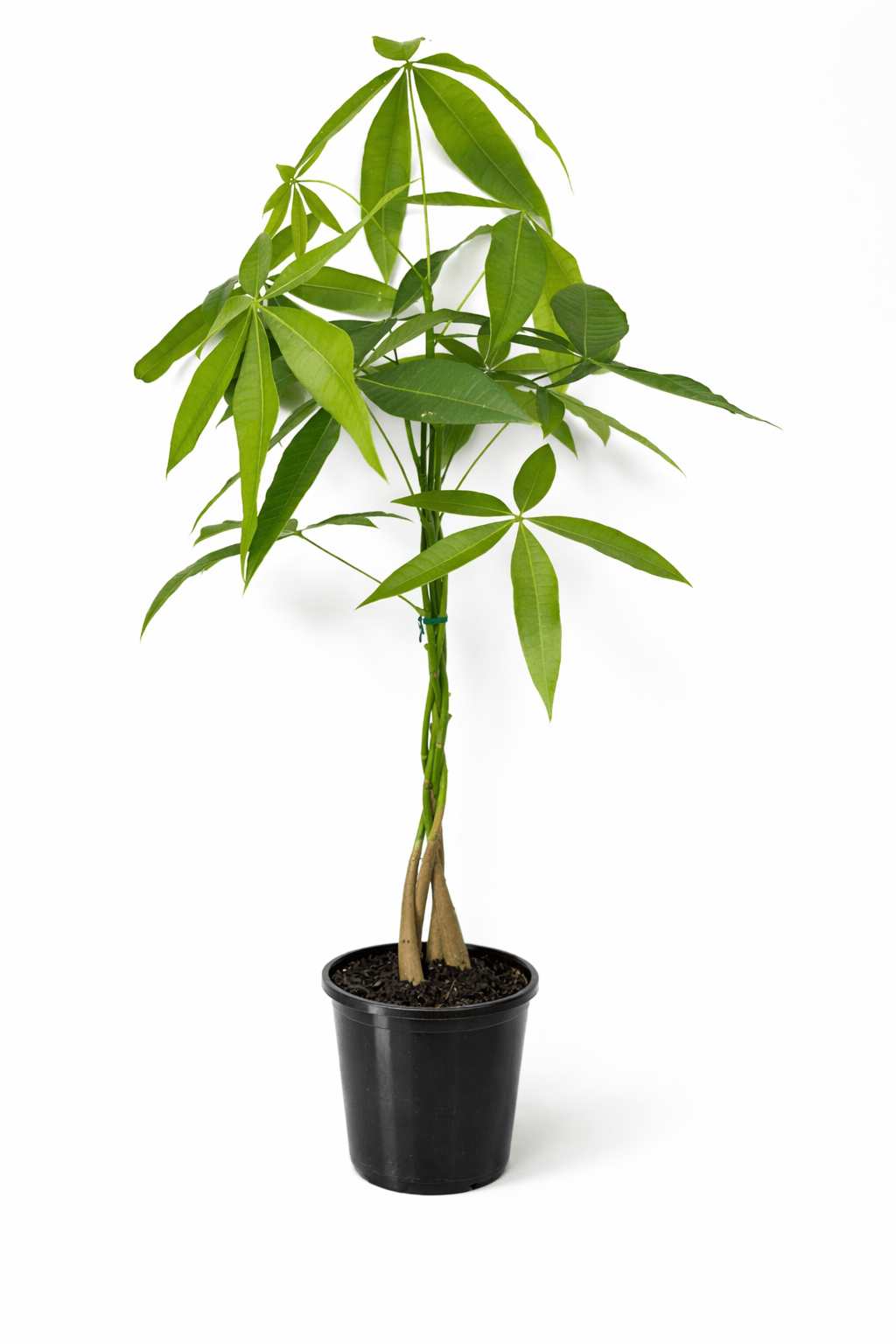 Money Tree "Lucky Fortune Twist" 5 Stem - Ladybird Nursery