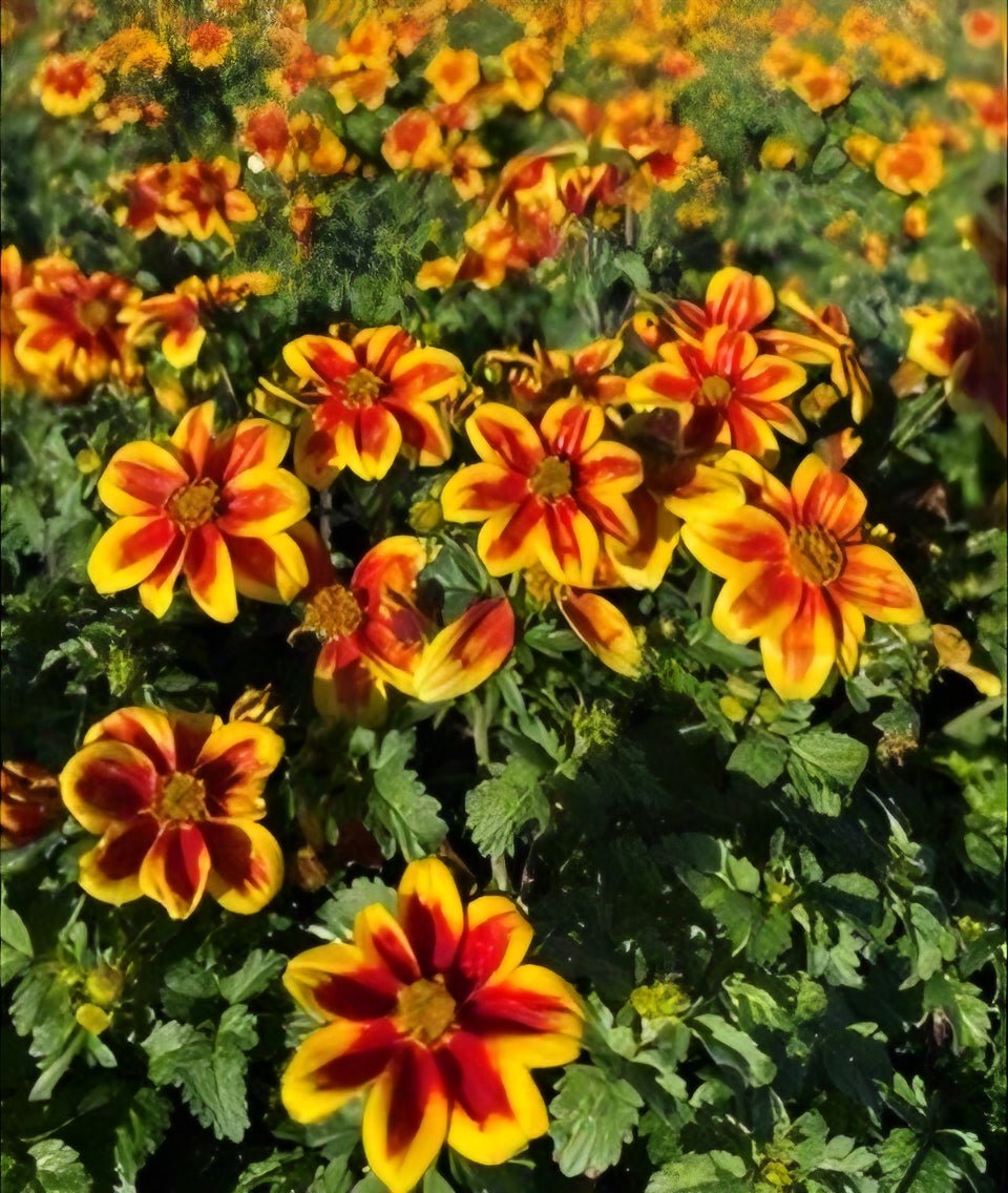 Bidens Bidy Boom Red Eye - Ladybird Nursery