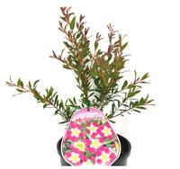Leptospermum 'Aphrodite'