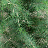 Himalayan Cedar (Cedrus deodara) - Ladybird Nursery