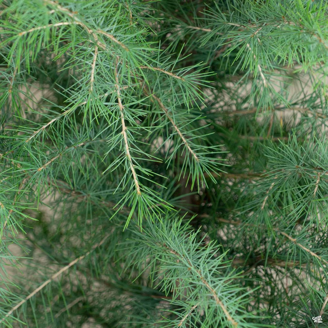 Himalayan Cedar (Cedrus deodara) - Ladybird Nursery