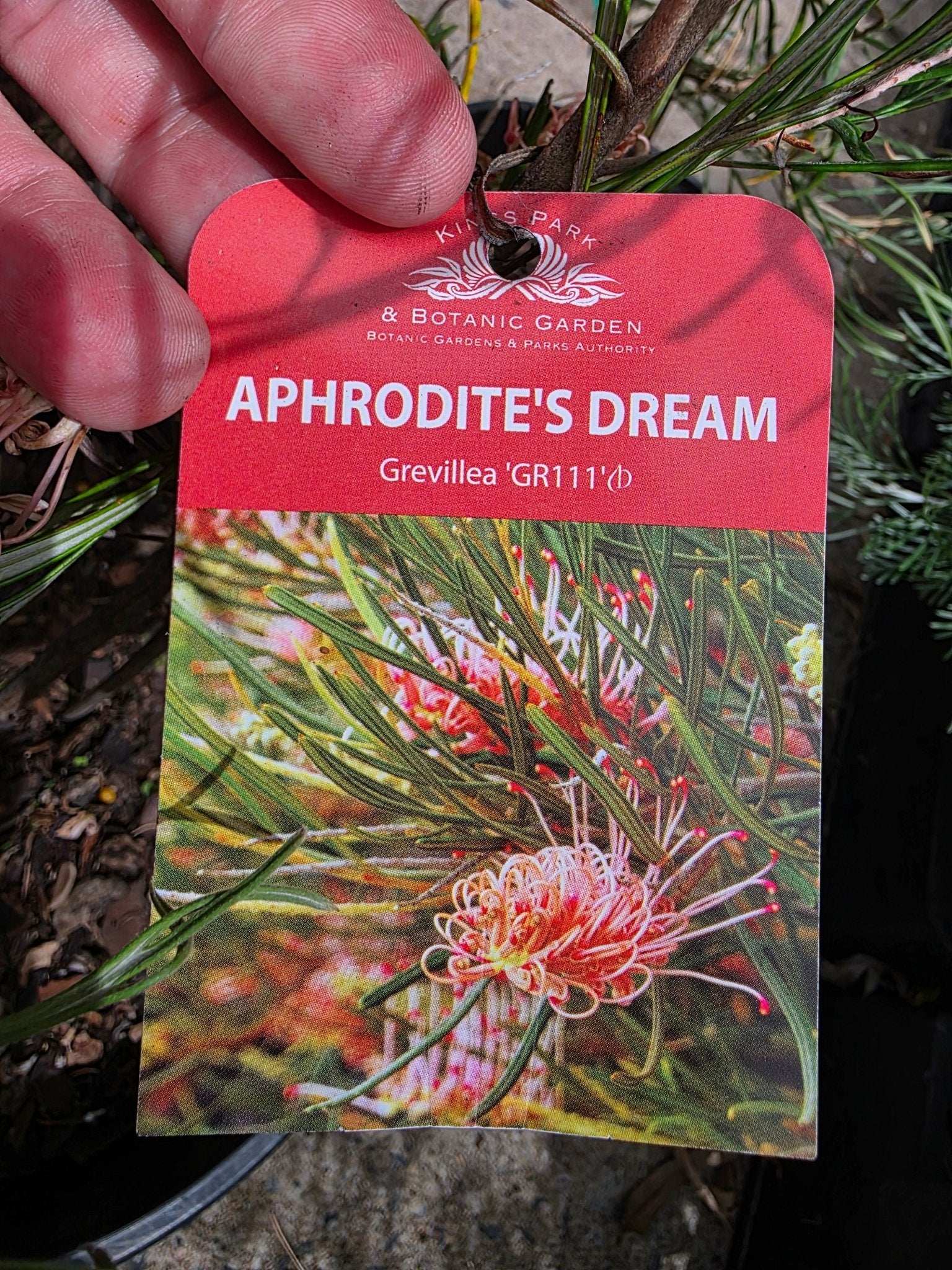 Grevillea 'Aphrodite's Dream' - Ladybird Nursery