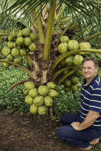 Malay Dwarf Bronze Coconut Tree - Ladybird Nursery