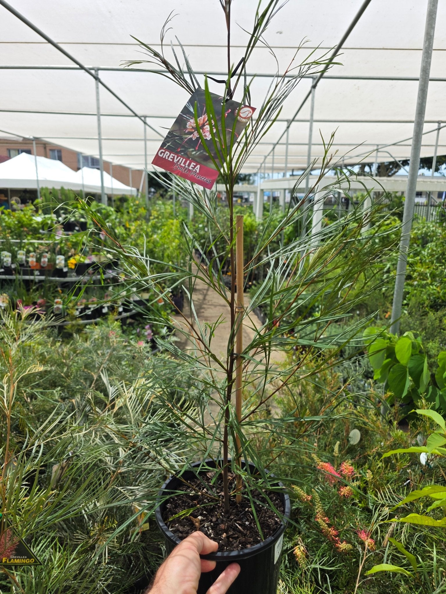 Grevillea ‘Bulli Princess’ - Ladybird Nursery