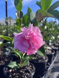 Camellia 'Jennifer Susan'