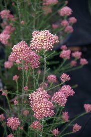 Ozothamnus 'Colour Surprise' - Ladybird Nursery