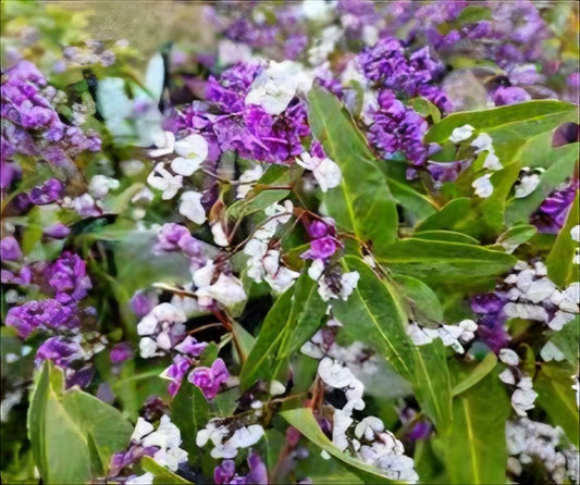 Hardenbergia 'Happy Duo' (Hardenbergia violacea) - Ladybird Nursery